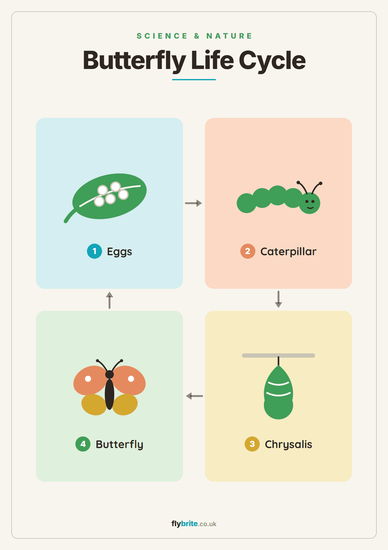 Butterfly Life Cycle printable preview