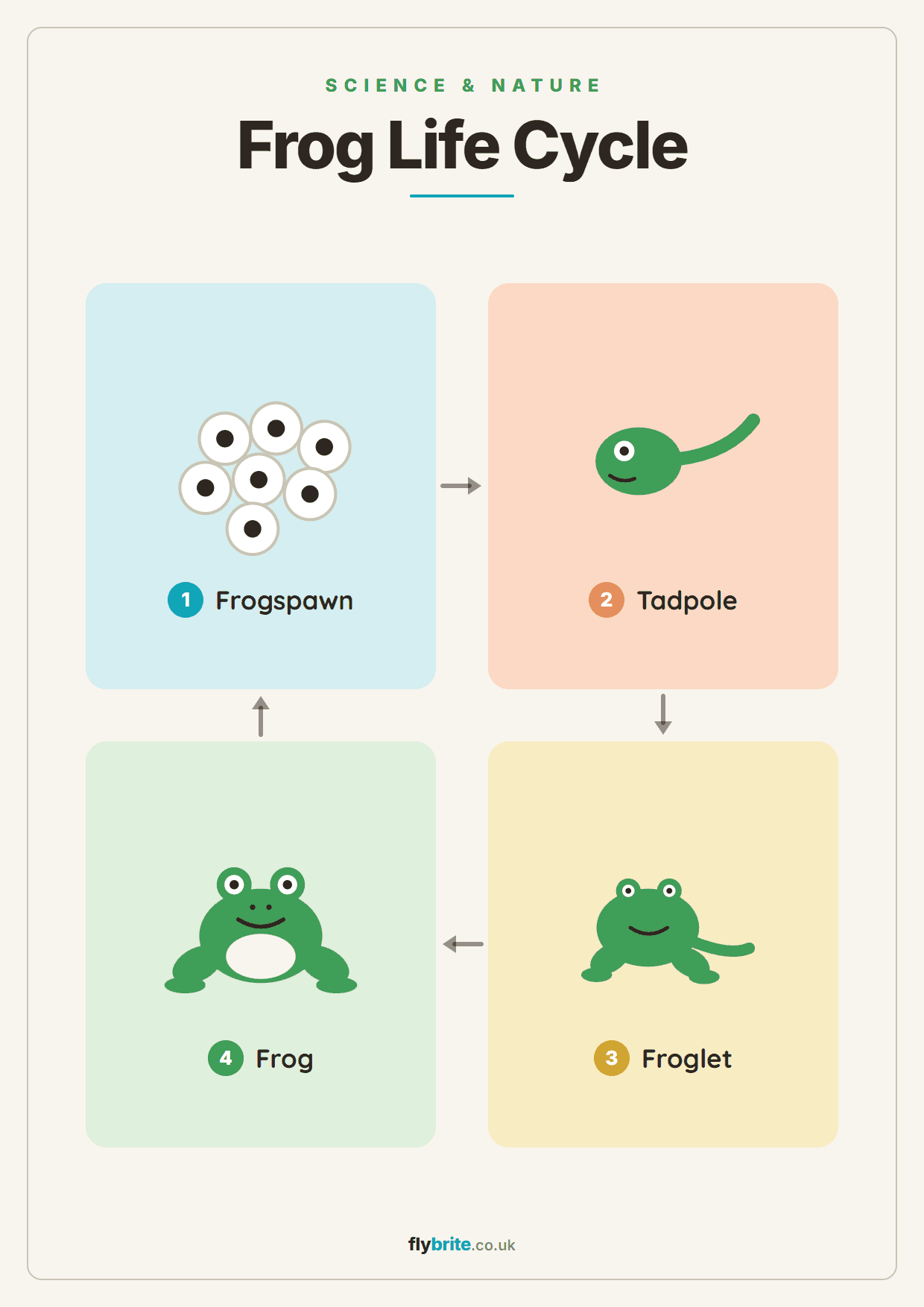Frog Life Cycle printable preview