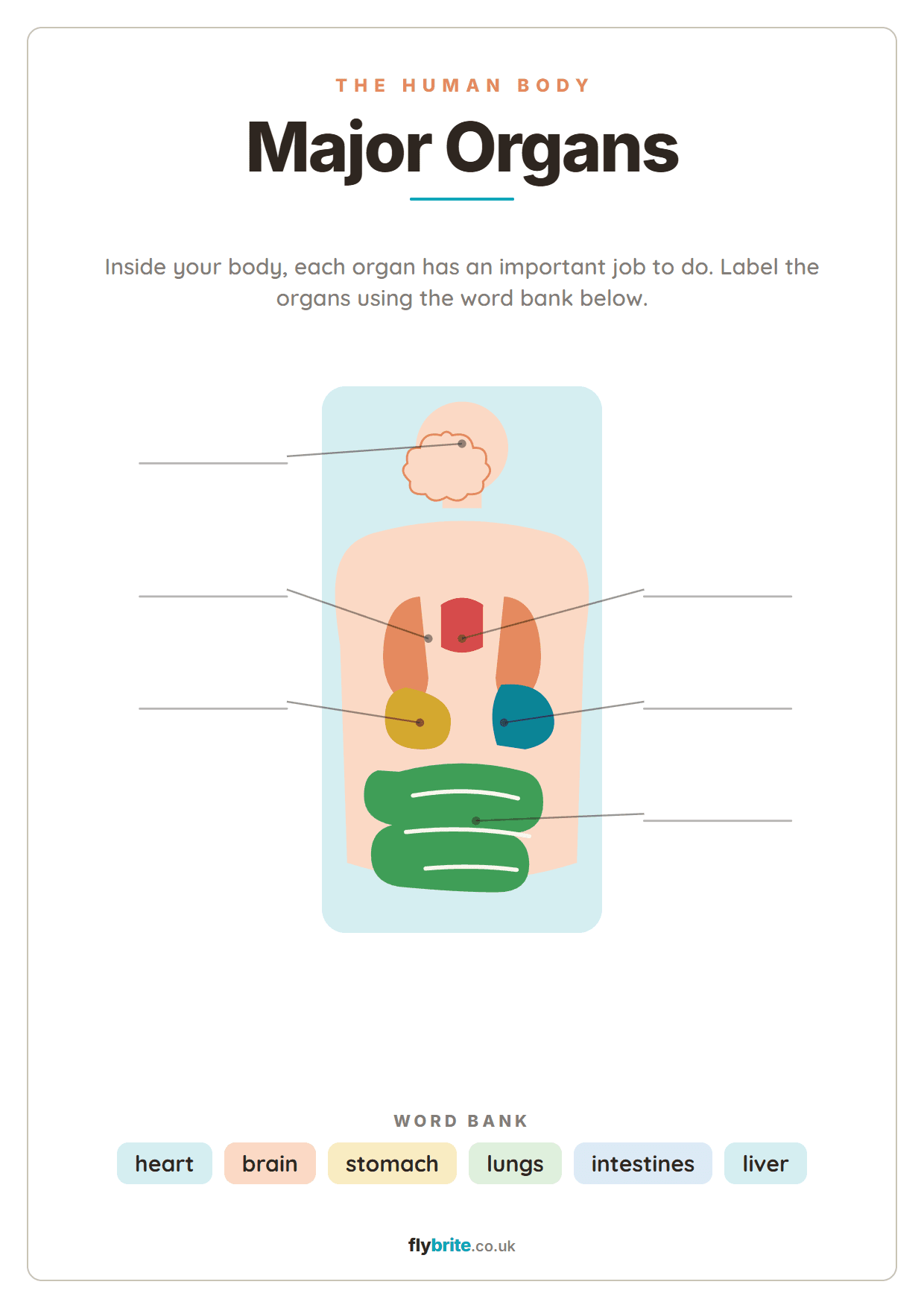 Major Organs printable preview