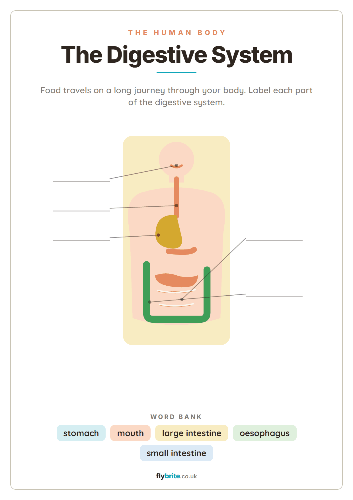 The Digestive System printable preview