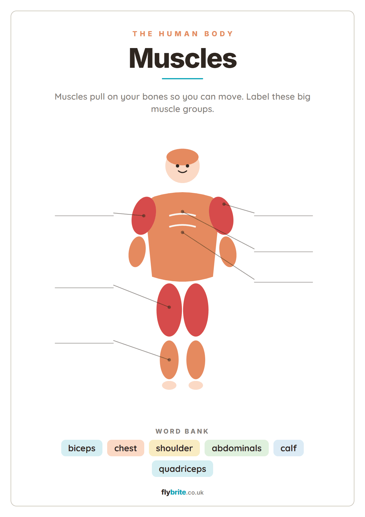 Muscles printable preview