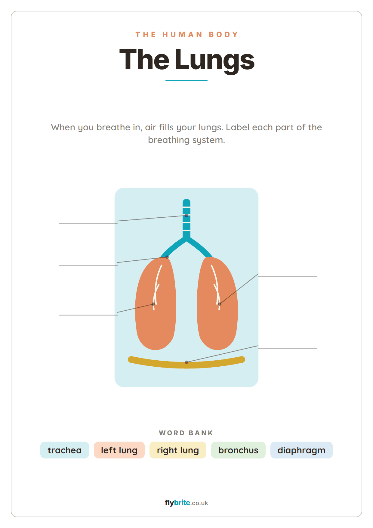 The Lungs printable preview