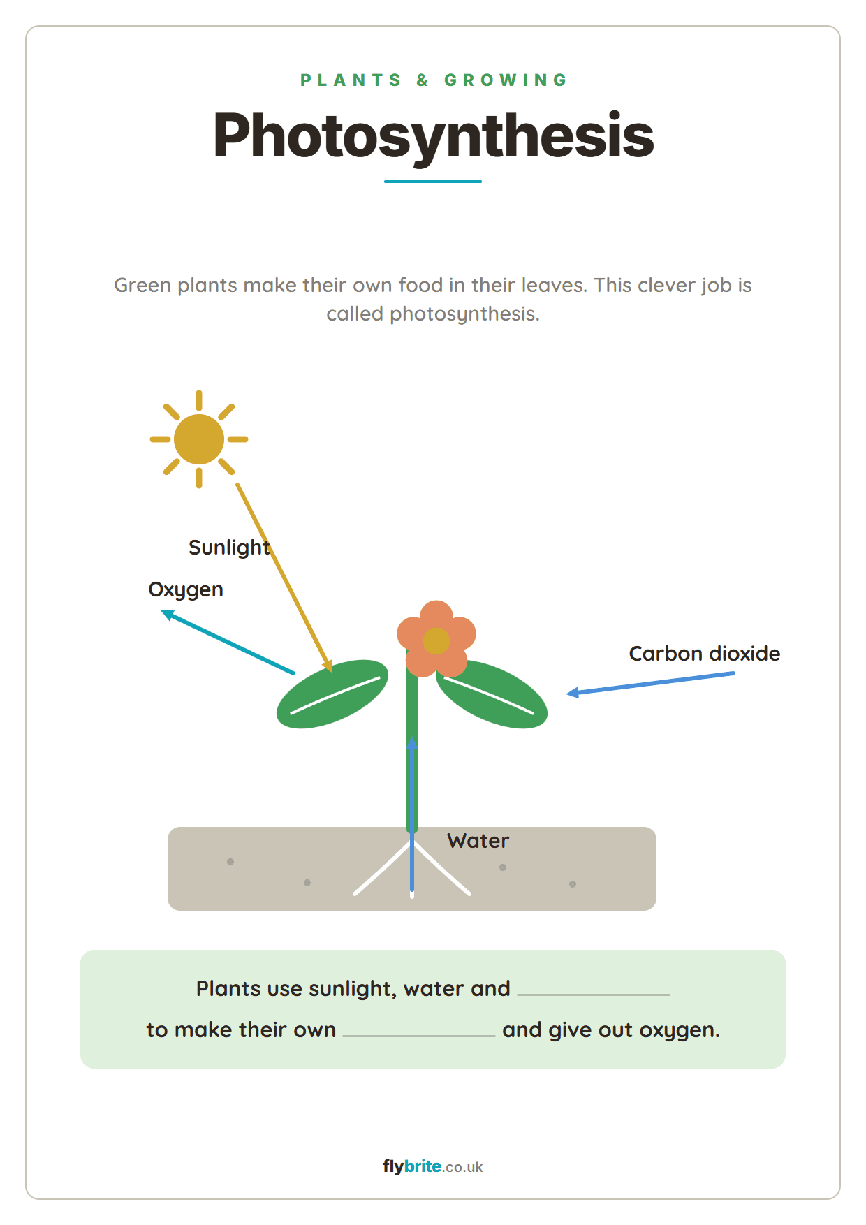 Photosynthesis printable preview
