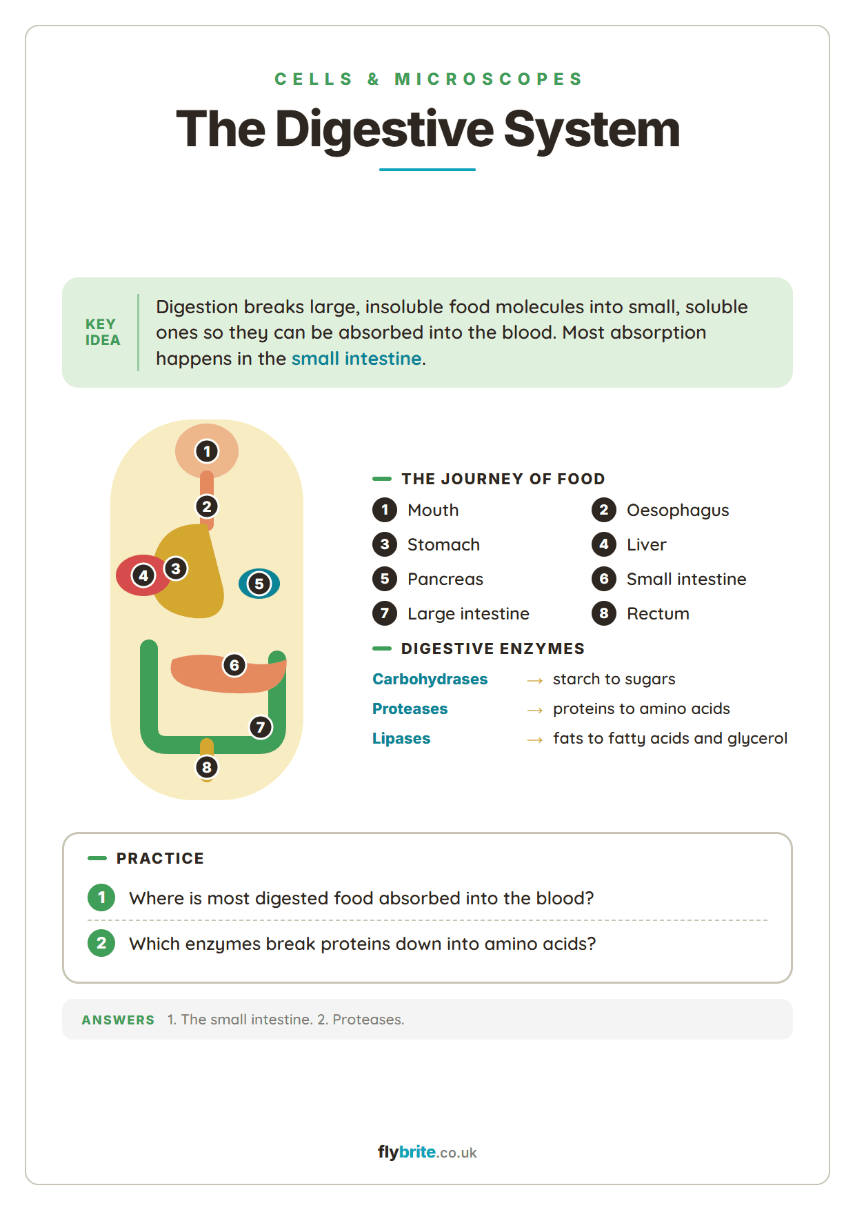 The Digestive System printable preview