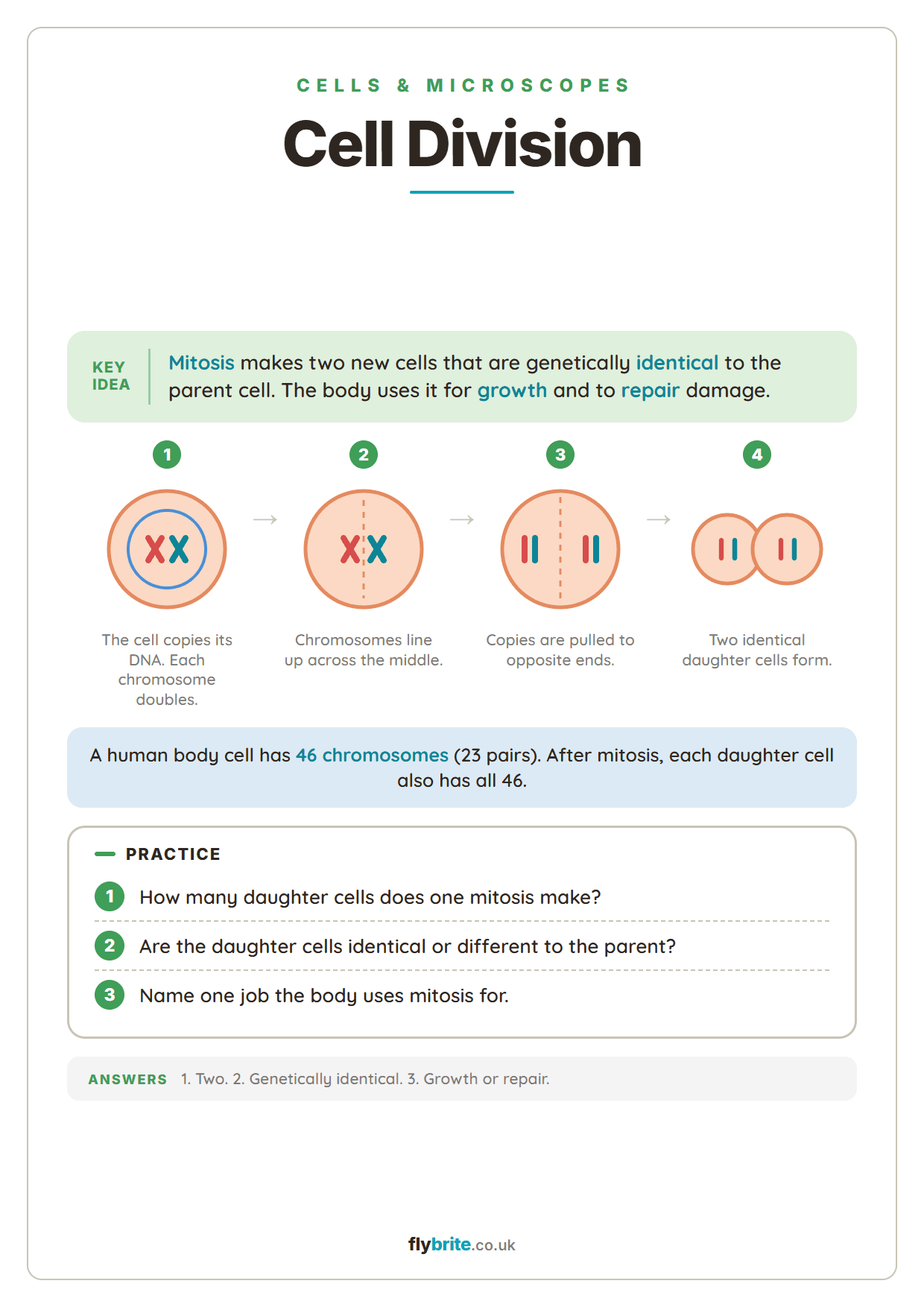 Cell Division printable preview