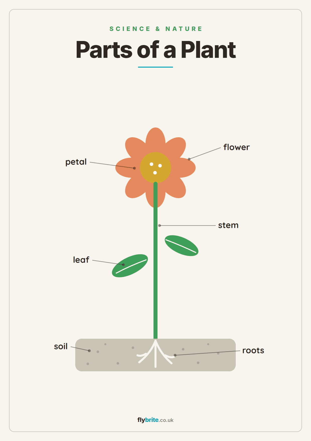 Parts of a Plant printable preview