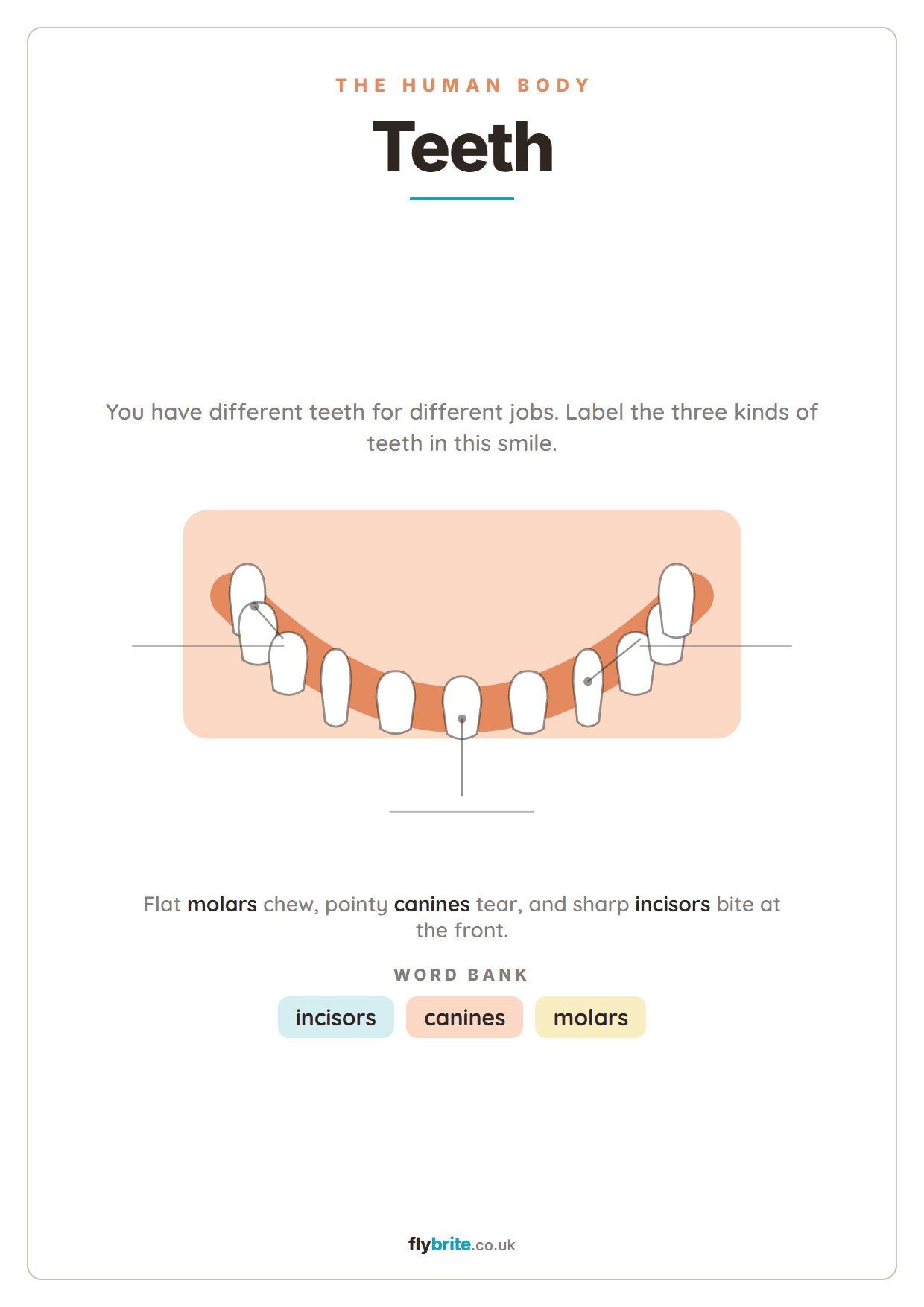 Teeth printable preview