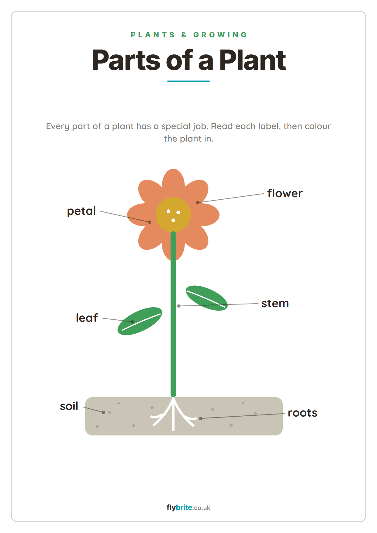 Parts of a Plant printable preview
