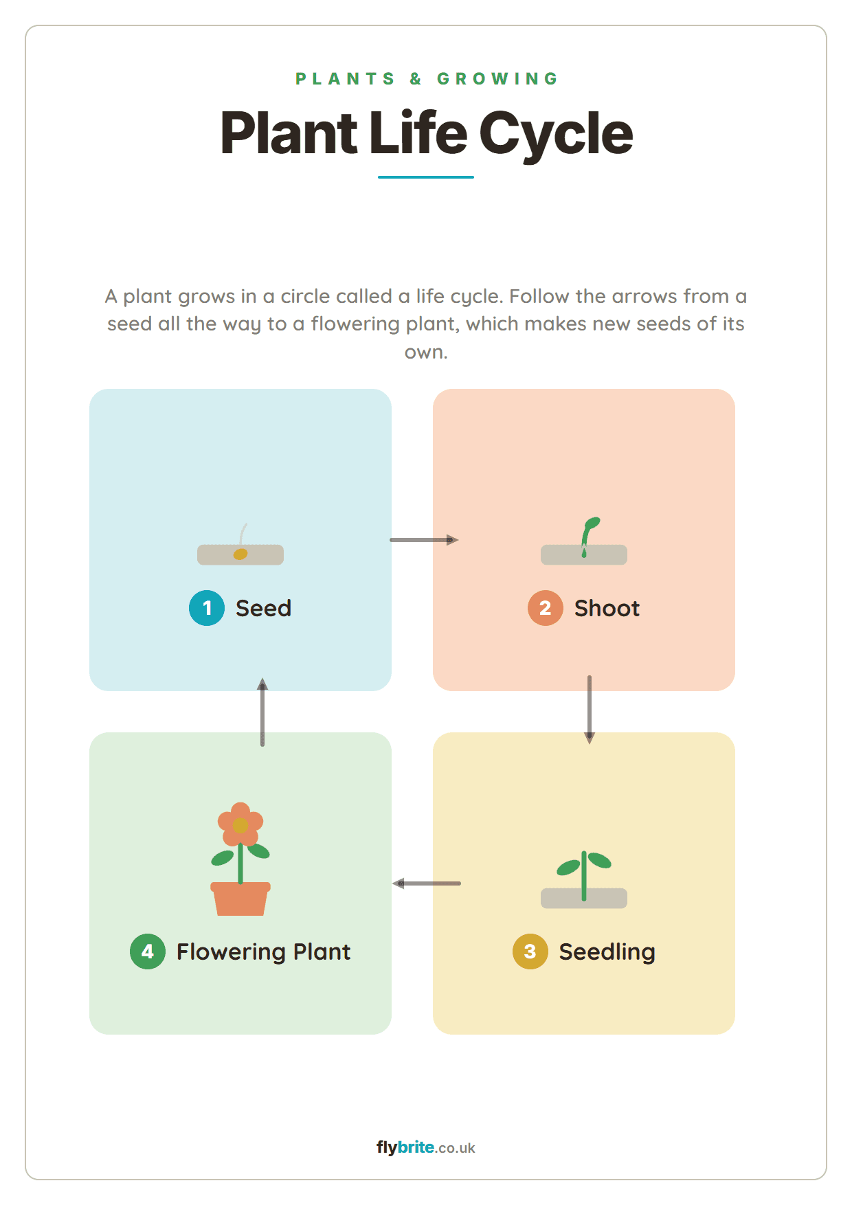 Plant Life Cycle printable preview