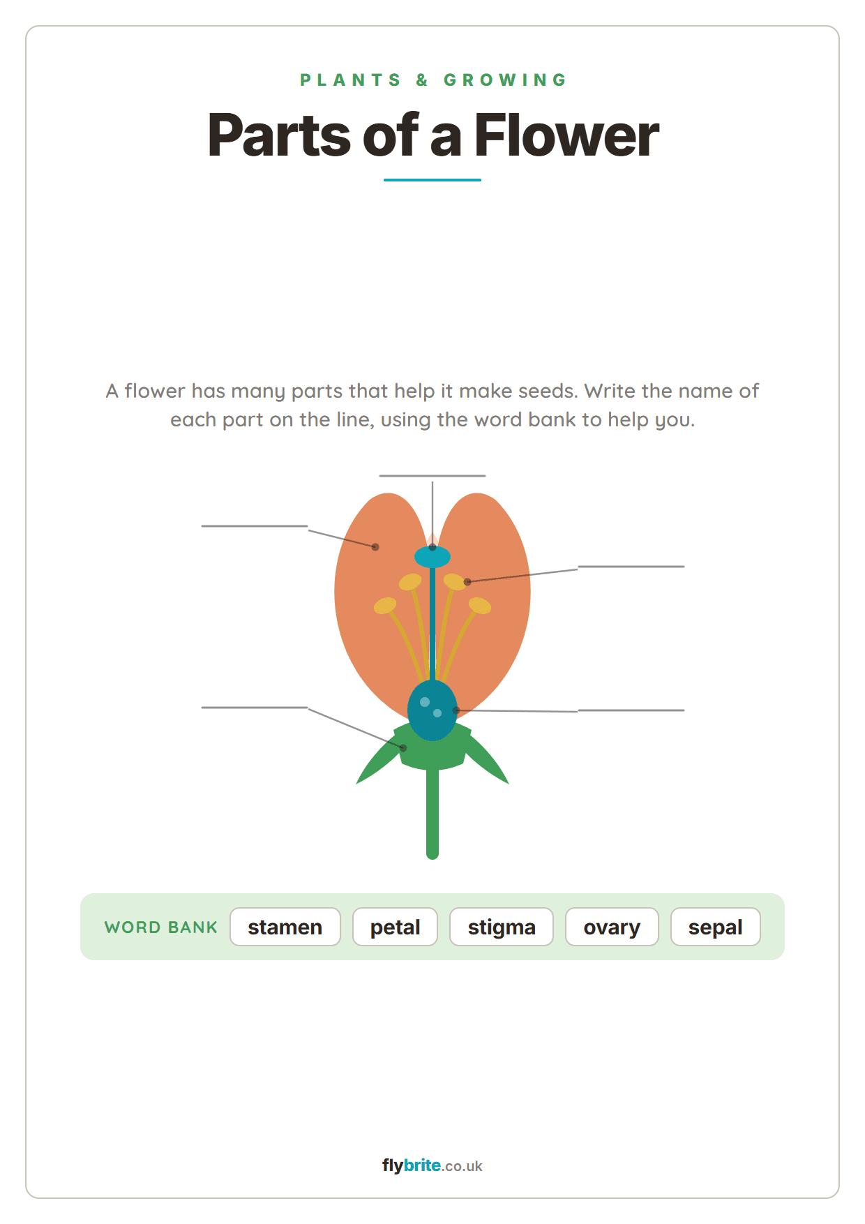 Parts of a Flower printable preview