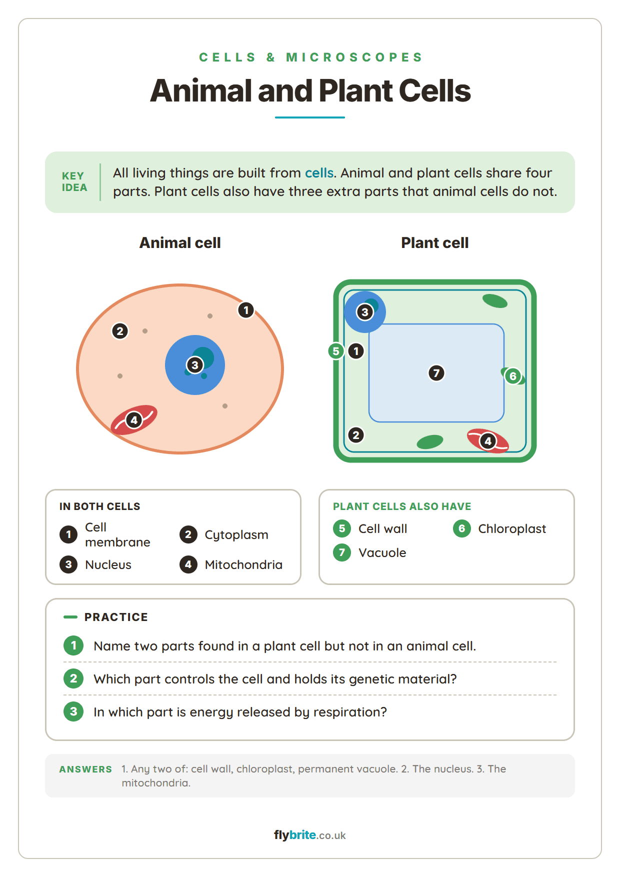 Animal and Plant Cells printable preview