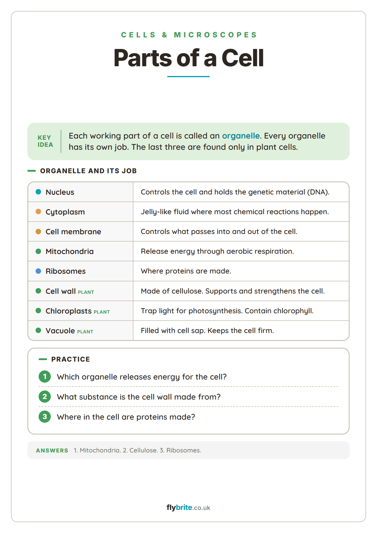 Parts of a Cell printable preview