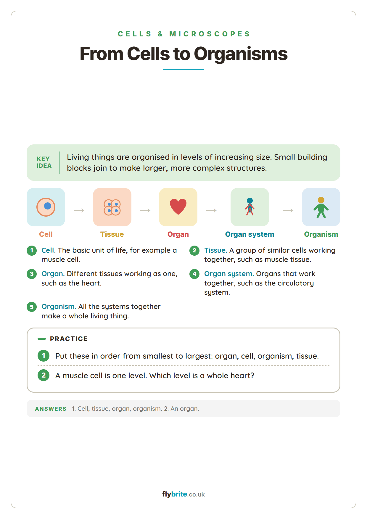 From Cells to Organisms printable preview